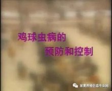 夏季球蟲到底該怎么預(yù)防治療？都在這里！